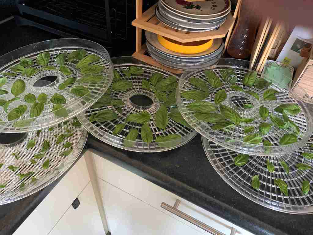 Basilicum, klaar om te drogen