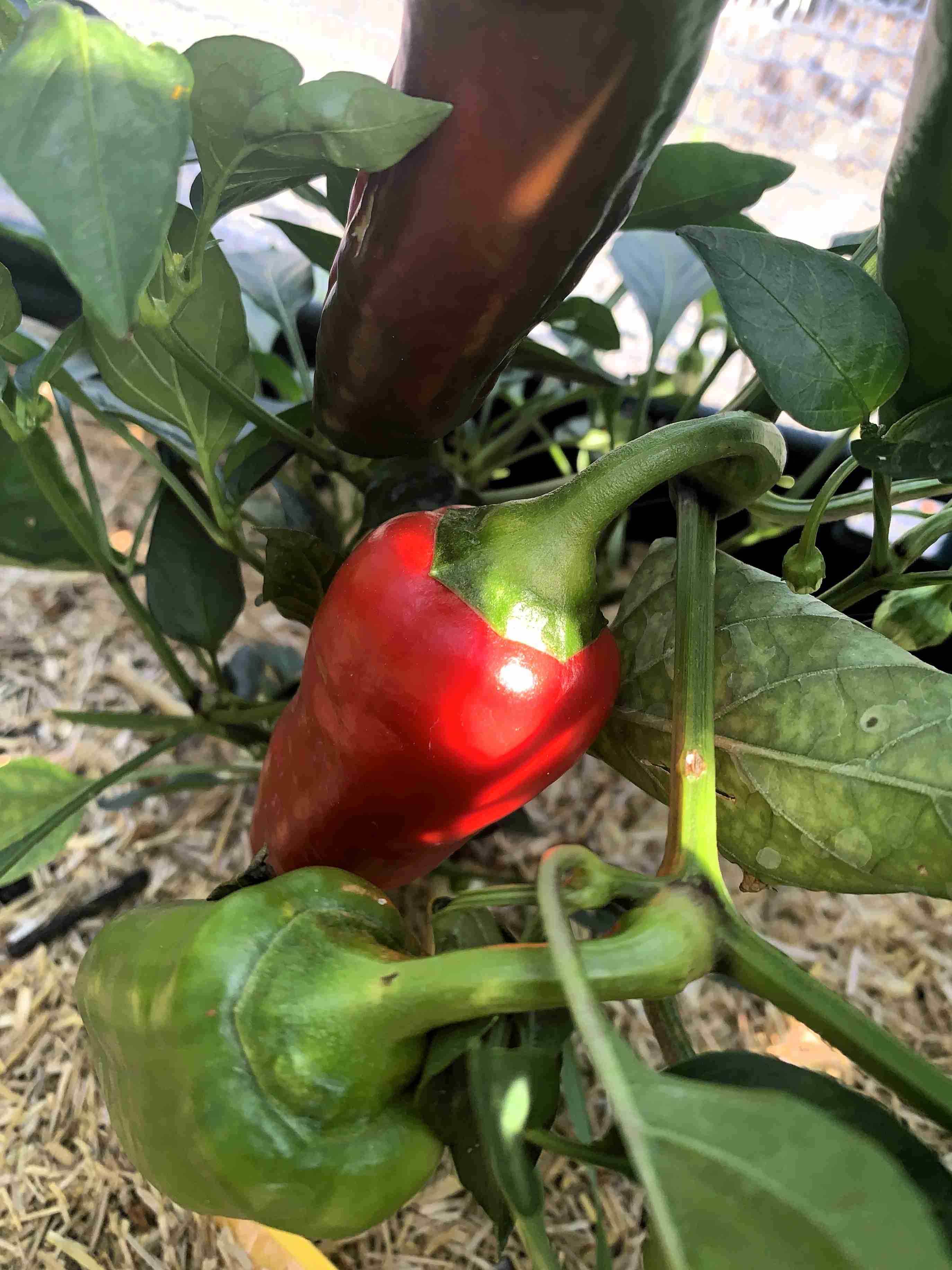 Paprika